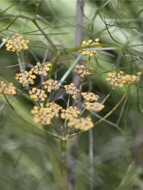Rotlaubiger Garten-Fenchel