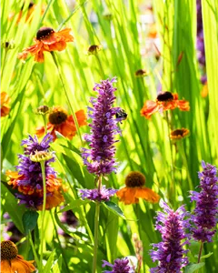 Garten-Sonnenbraut 'Sahin´s Early Flowerer'®