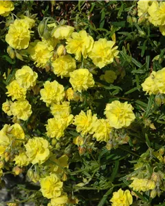 Sonnenröschen 'Sulphureum Plenum'