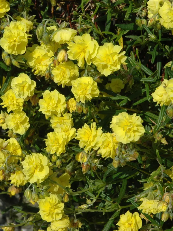 Sonnenröschen 'Sulphureum Plenum'