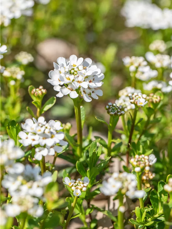 Immergrüne Schleifenblume 'Alexander´s White'