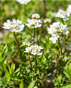 Immergrüne Schleifenblume 'Alexander´s White'