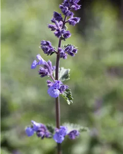 Katzenminze 'Walker´s Low'