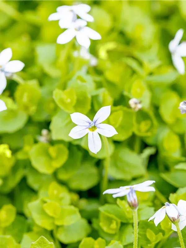 Garten-Scheinlobelie 'Dark Blue'