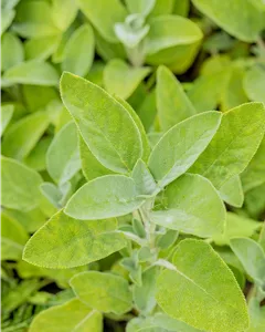 Salbei 'Berggarten'