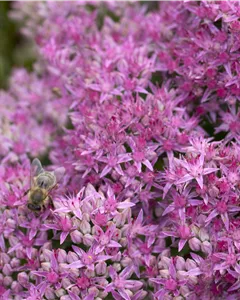 Prächtiges Fettblatt 'Carl'