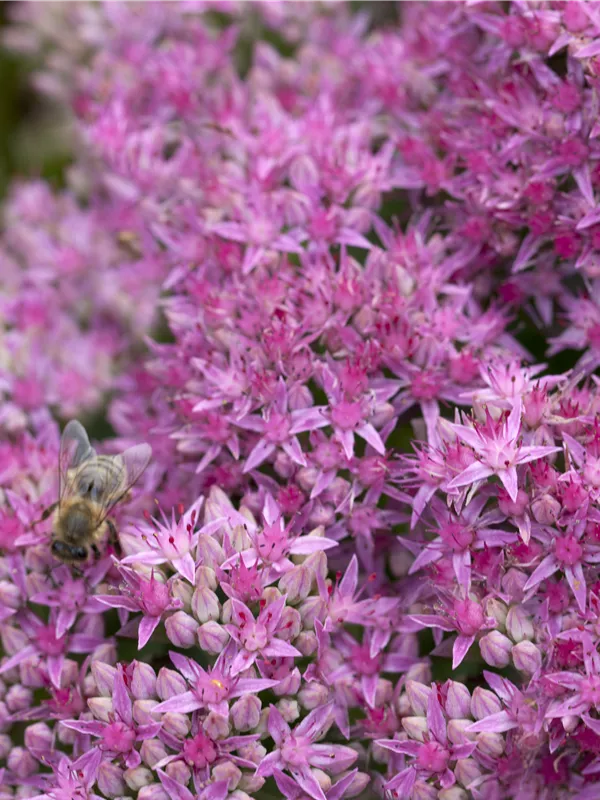 Prächtiges Fettblatt 'Carl'