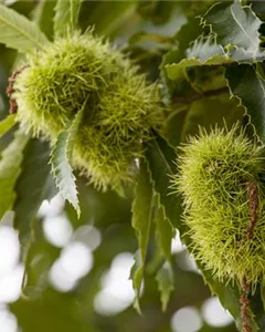 Esskastanie 'Doree de Lyon'