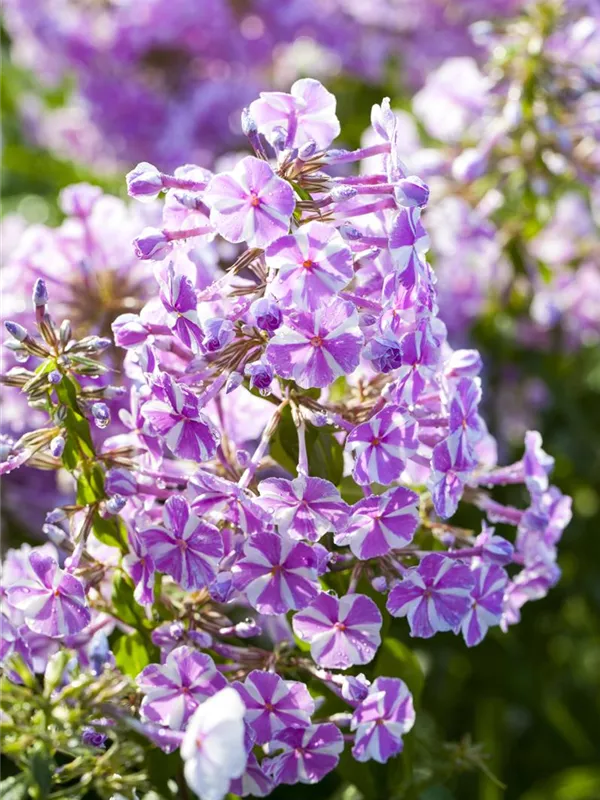 Teppich-Flammenblume 'Candy Stripes'