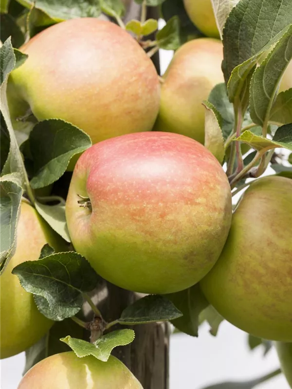 Apfel 'Delbarestivale'®