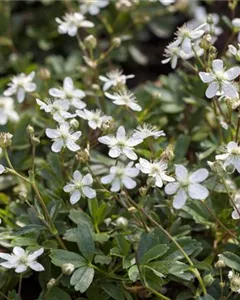 Fingerstrauch 'Nuuk'