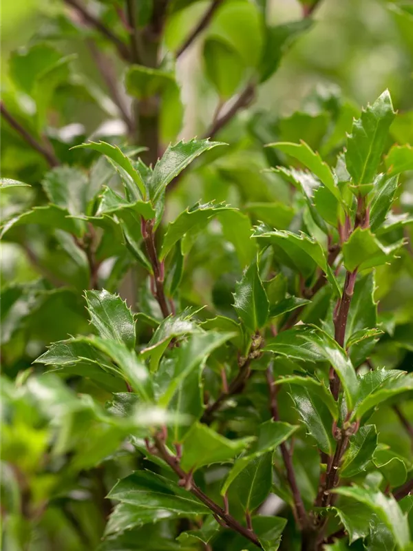 Stechpalme 'Heckenfee'®(s)