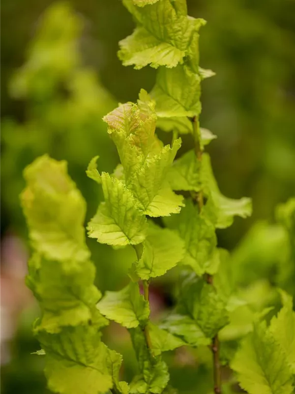 Säulen-Goldulme 'Wredei'