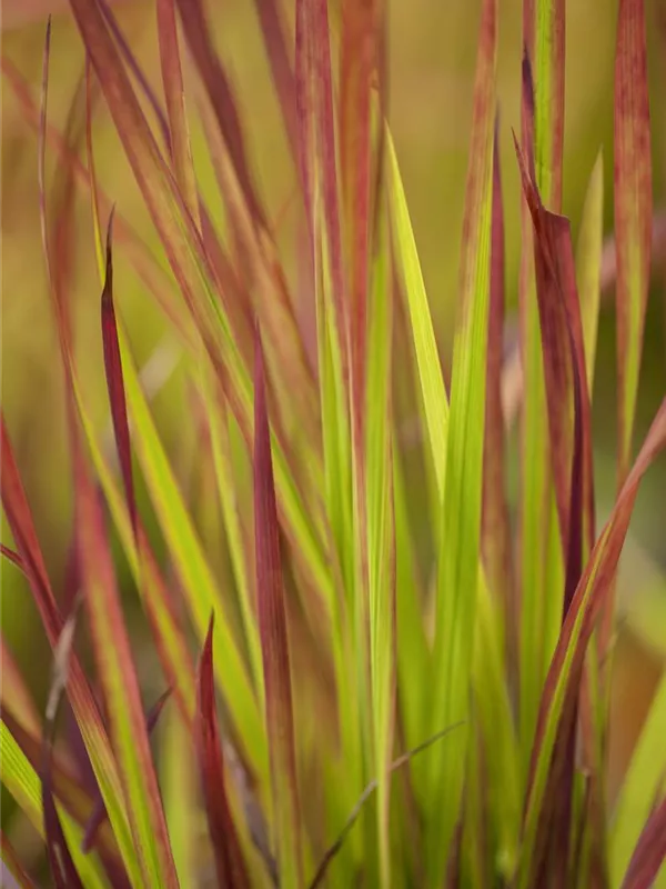 Blutgras 'Red Baron'