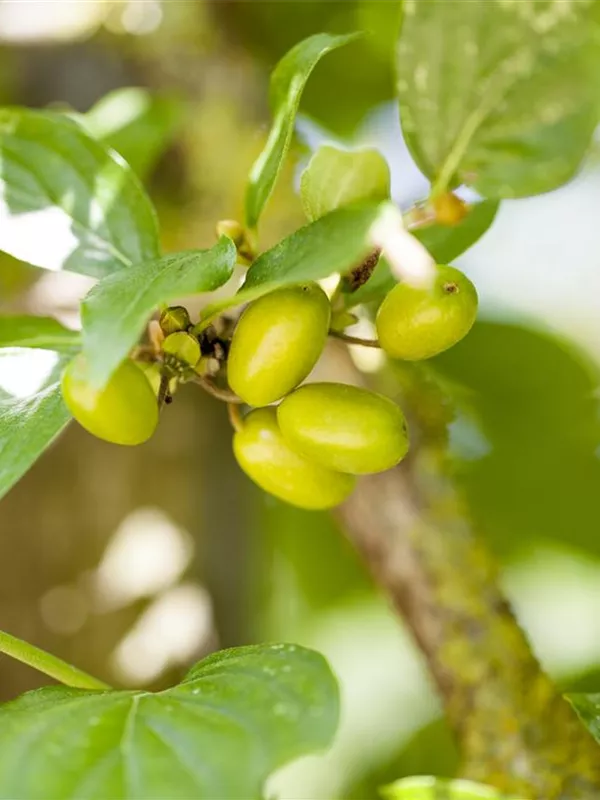 Kornelkirsche 'Jolico'