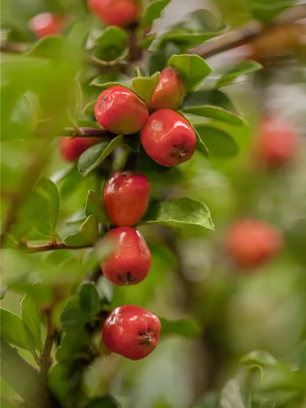 Kriechmispel 'Skogholm'