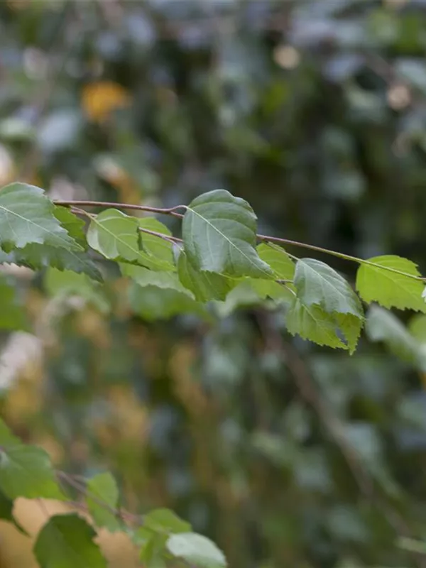 Himalayabirke 'Doorenbos'