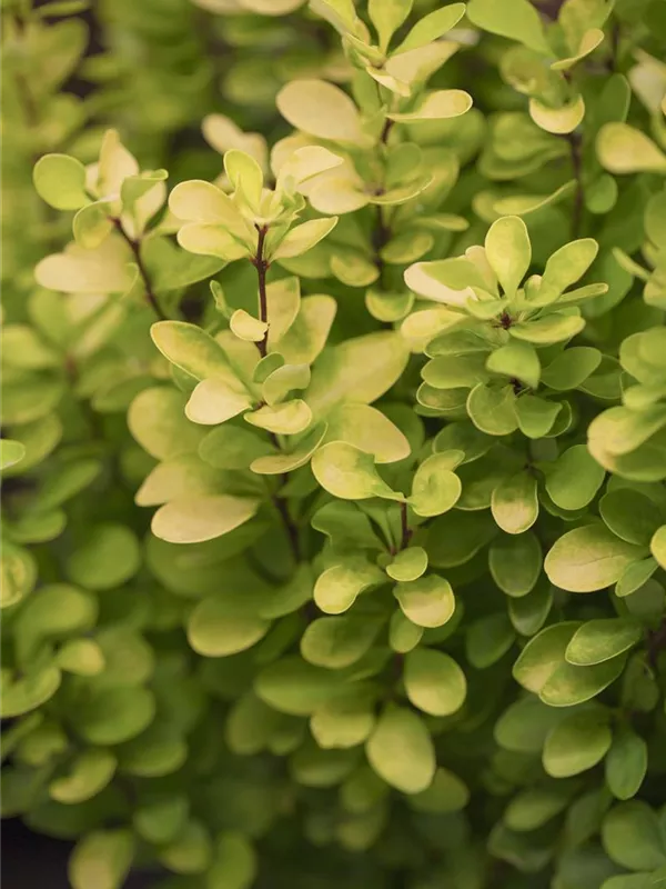 Heckenberberitze 'Golden Rocket'