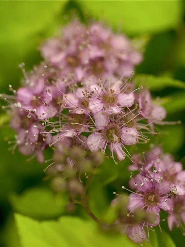 Sommerspiere 'Goldflame'