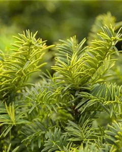 Gelblaubige Eibe 'Summergold'