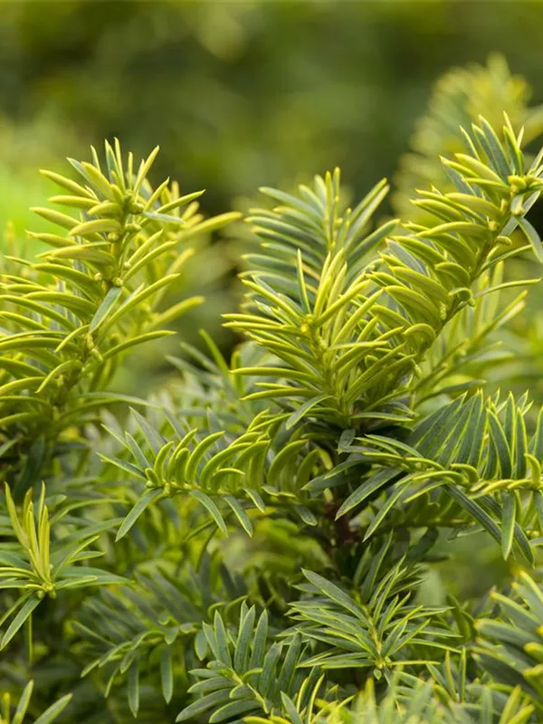 Gelblaubige Eibe 'Summergold'