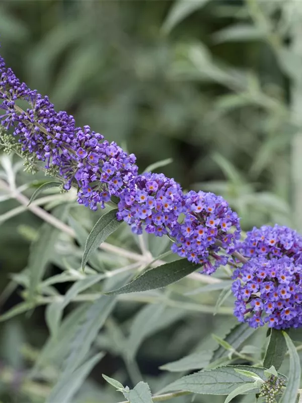 Sommerflieder 'Nanho Blue'