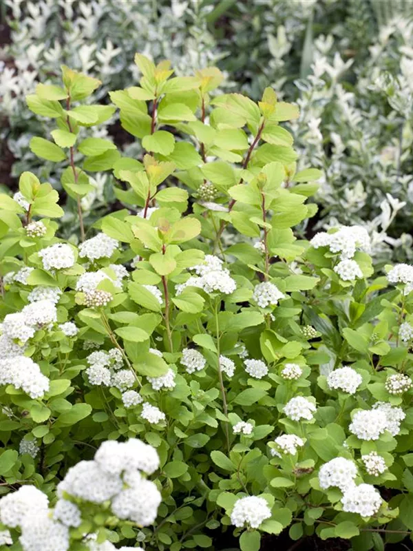 Birkenblättrige Spiere 'Tor Gold'