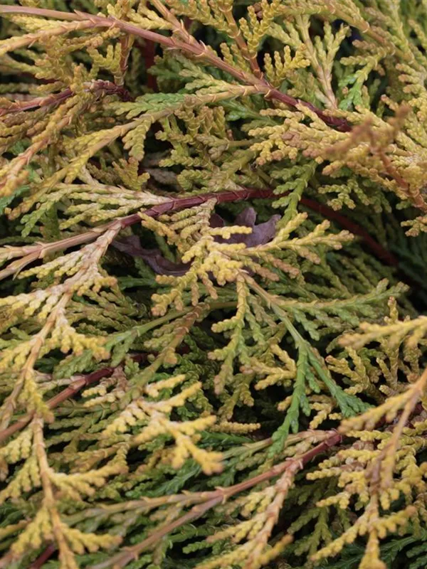 Fächerblatt-Zypresse 'Kamarachiba'