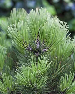 Bosnische Kiefer 'Den Ouden'