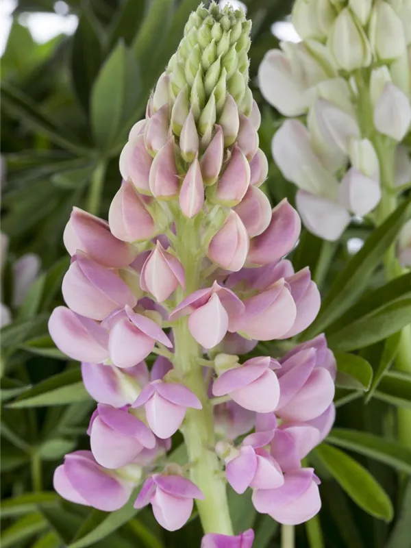 Vielblättrige Lupine
