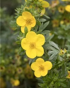 Fingerstrauch 'Goldstar'