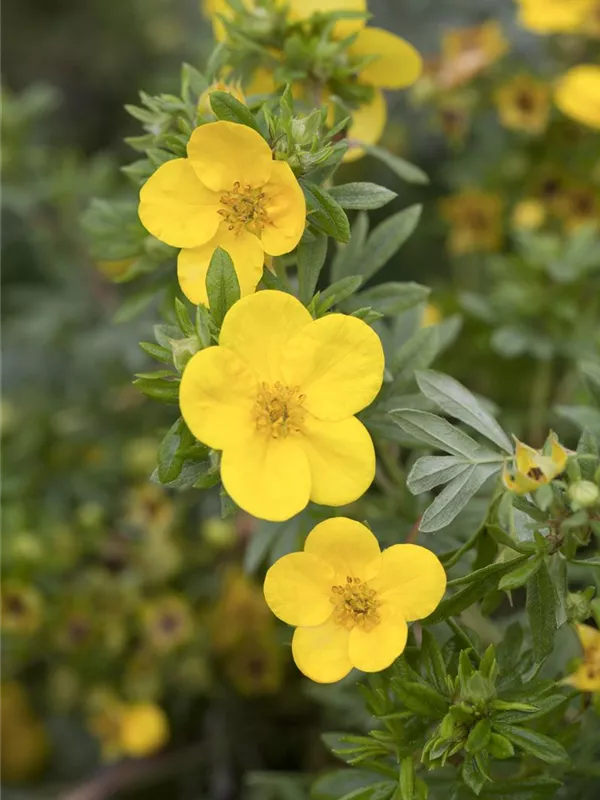 Fingerstrauch 'Kobold'