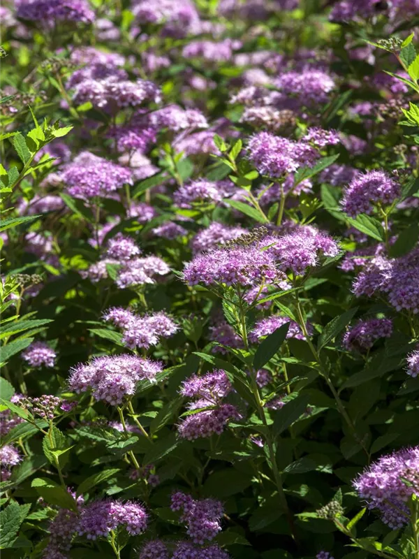 Sommerspiere 'Little Princess'