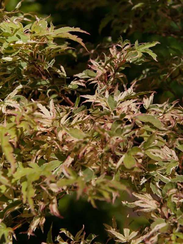 Buntblättriger Fächerahorn 'Oridono nishiki'