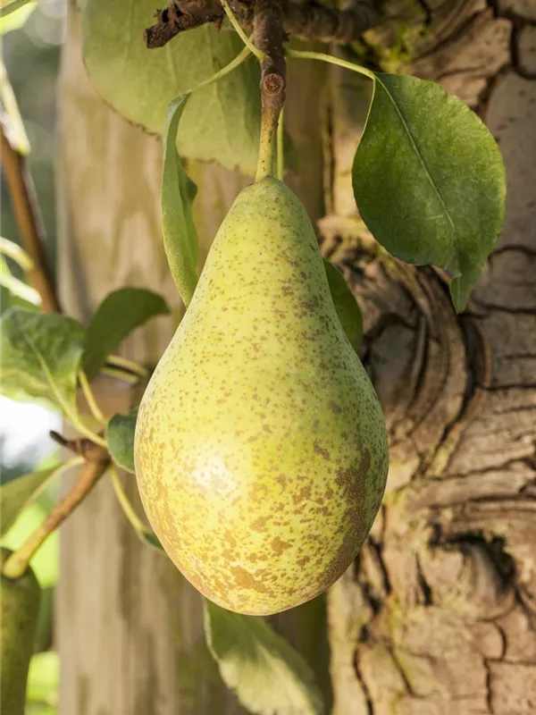 Sommerbirne 'Gute Luise'