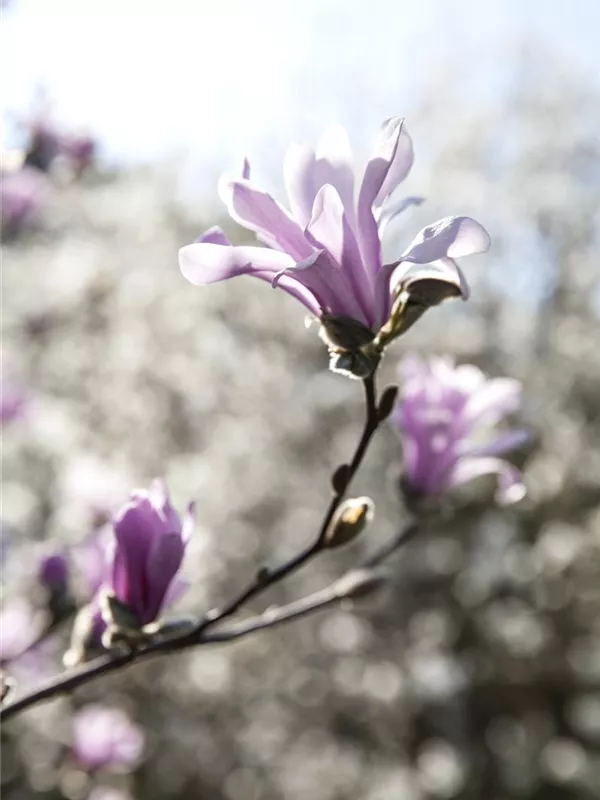 Rosa Sternmagnolie 'Leonard Messel'
