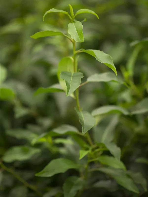 Portugiesische Lorbeerkirsche 'Angustifolia'