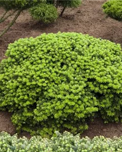 Koreatanne 'Green Carpet'