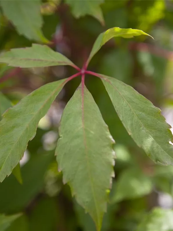 Mauerwein 'Engelmannii'