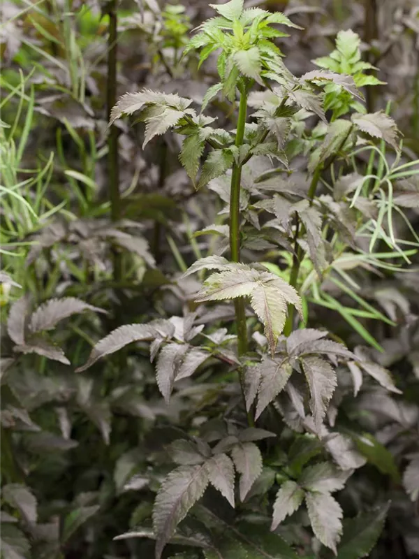 Schwarzer Holunder 'Black Tower'®