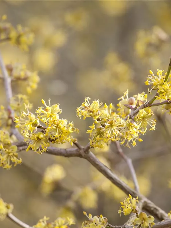 Japanische Kornelkirsche