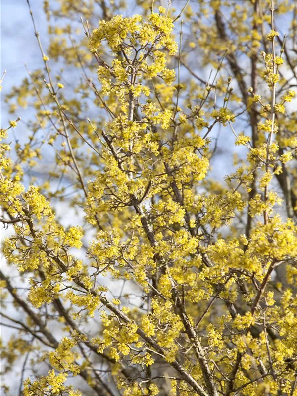 Japanische Kornelkirsche 'Kintoki'