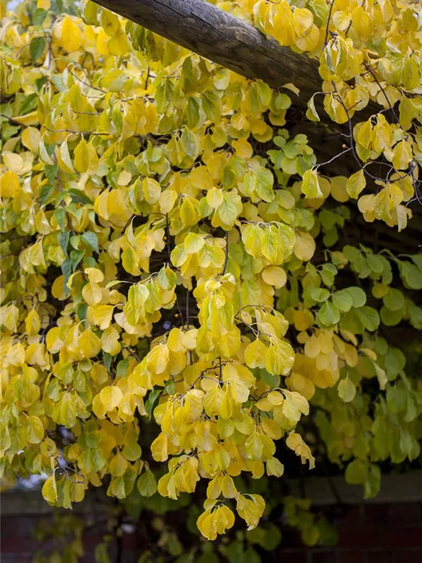 Rotblättriger Baumwürger