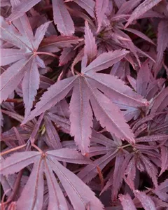 Fächerahorn 'Shaina'