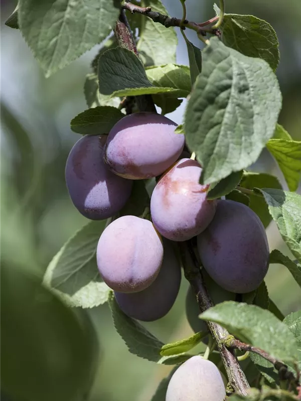 Säulen-Pflaume 'Imperial'