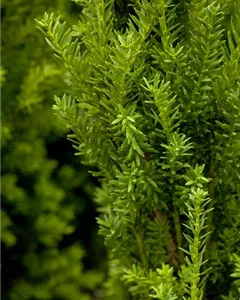 Männliche Bechereibe 'Hillii'