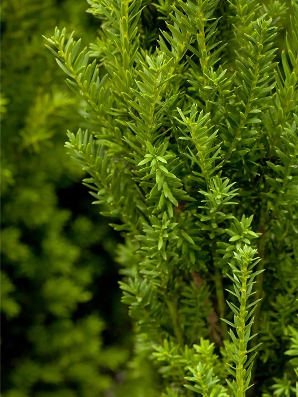 Männliche Bechereibe 'Hillii'