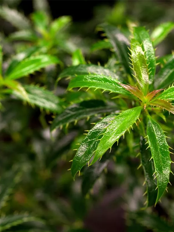 Stechpalme 'Heckenzwerg'®(s)