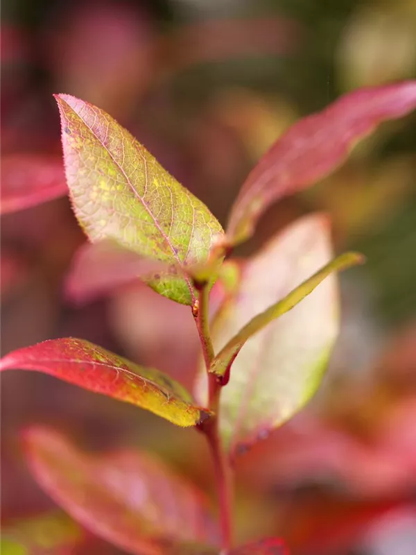 Heidelbeere 'Bluecrop'