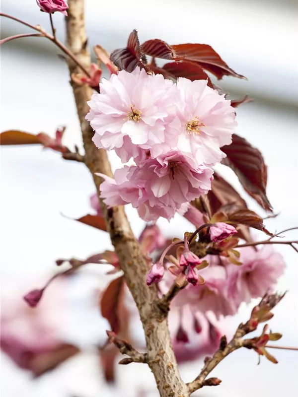 Japanische Nelkenkirsche 'Royal Burgundy'